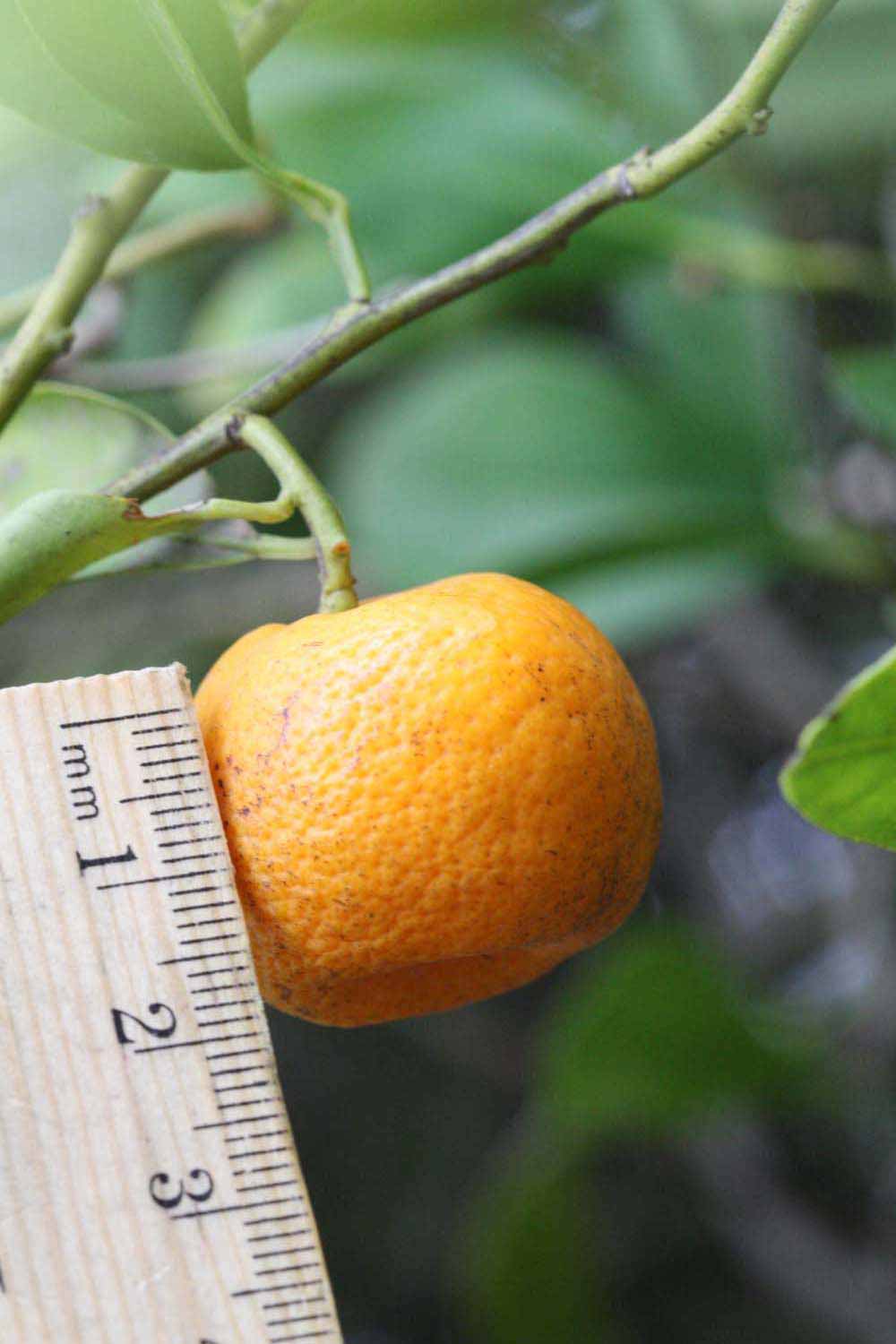            Fruit (Riverside, CA)   